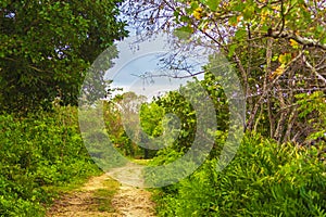 A dirt road in the jungle