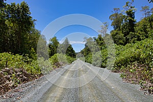 Dirt road in the jungle in a summer day