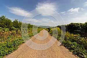 Of a dirt road in Kfar Blum in northern Israel, spring blossoms against a background of blue skies