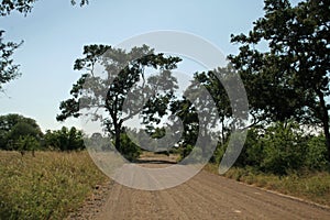 Dirt road in Kruger National Park, South Africa