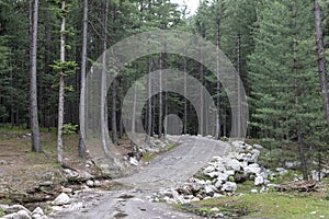 Dirt road in the kumrat forest upper Dir, KPK, Pakistan