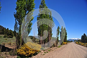 dirt road in landscape with trees in summer in san martin de los andes neuguen with blue sky argentin photo