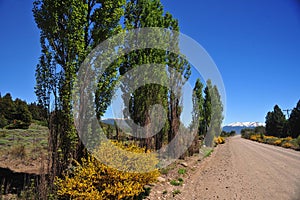 dirt road in landscape with trees in summer in san martin de los andes neuguen with blue sky argentin photo
