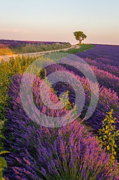 A dirt road through lavender fields in Provence France