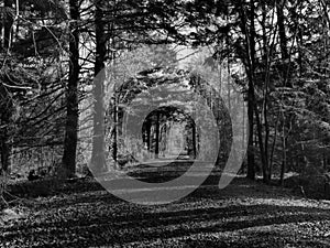 Dirt Road Leading Into Dark Forest