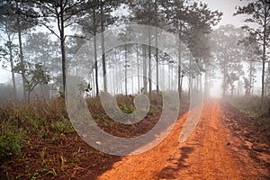 Dirt road leading through the early spring forest