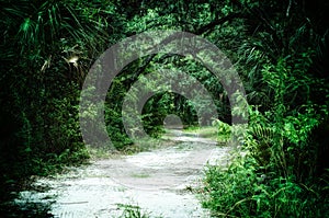 Dirt road leading into subtropical wilderness photo