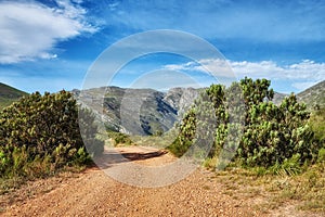 Dirt road leading to mountains with lush green plants and bushes growing along the path with a blue sky background