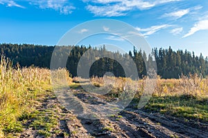 Dirt road leading to the pine forest near a small pond