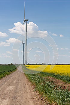 A dirt road leading to several wind turbine generators, next to a field of flowering canola, the concept