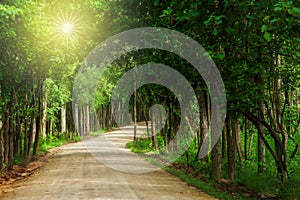 Dirt road leading towards a forest at sunrise