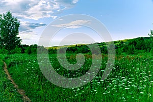 A dirt road leads to a green forest.A lonely green tree. wooded area. natural forest fund.