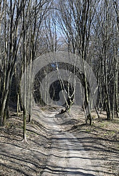 Dirt road in a leafless forest