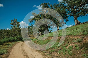 Dirt road and leafy oaks on top of hill