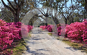 Savannah GA Bonaventure Cemetery Road photo