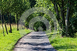 Dirt road lined with trees leading to the forest