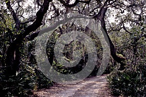 Dirt Road in Lower Suwannee   60091