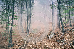 Dirt road in the magic and foggy morning beech forest