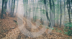 Dirt road in the magic and foggy morning beech forest