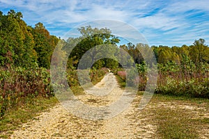 Dirt road in a meadow