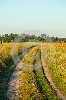 Dirt road in a meadow with flowering herbs on a sunny summer day with a clear sky