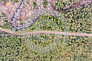 Dirt road in the middle of a fir trees forest. top view aerial photo