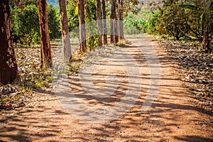 Dirt road in the middle of khao yai forest