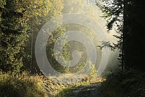 Dirt road through a misty autumn forest at sunrise