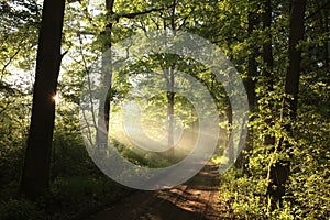 dirt road through a misty spring forest at dawn path through an spring deciduous forest in the sunshine the morning fog surrounds