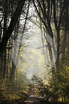 dirt road through a misty spring forest at dawn path through an spring deciduous forest in the sunshine the morning fog surrounds