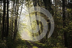 dirt road through a misty spring forest at dawn rural road through an spring deciduous forest in the sunshine the morning fog