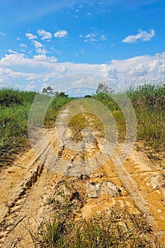 dirt road with mud and weeds photo