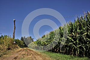 Dirt road next to a corn field on a clear day