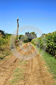 Dirt road next to a corn field on a clear day