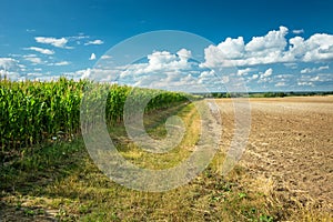 Dirt road next to a corn field and plowed field, white clouds on a blue sky