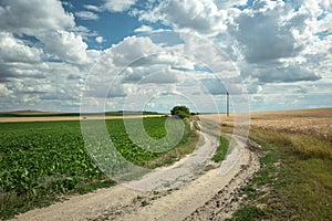 Dirt road next to the field with beets, horizon and white clouds on the sky