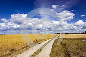 Dirt road next to a field with grain and white clouds on a blue sky