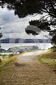 Dirt road next to the sea with pine trees on one side and the se