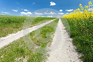 A dirt road next to a yellow rapeseed field and white clouds on the blue sky