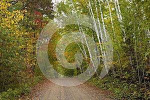 Dirt road in a northern Minnesota forest with lovely birch and maple trees in autumn color