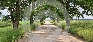 Dirt road in an oak alley in summer