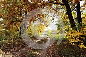 Dirt road in an oak grov