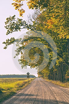 Dirt road with oaks in the fall