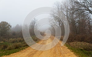 Dirt road between oaks and with fog