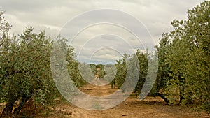 Dirt road in between olive groves in Sierra Nevada mountains under a cloudy sky,