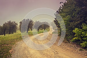 Dirt road in olive plantation