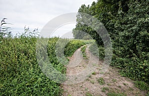 Dirt road partially overgrown with weeds