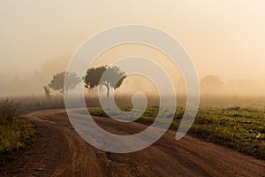 Dirt road pass throught the field on morning mist