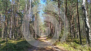 The dirt road passes through a mixed forest of birch and pine. Grass, moss and berry bushes grow along the road. In the autumn, ye