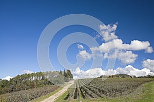 Sporco strade sta passando fra vigneti da toscana colline 